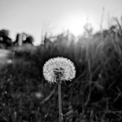 Joe Gstettner