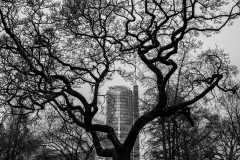 RWE-Turm in Essen shown through tree branches