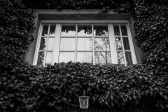A window with ivy growing all around it