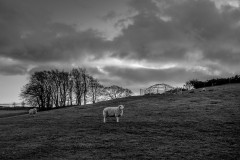 Sheep on a hill with dramatic clouds in the background