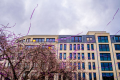 Pink cherry blossom tree with pink carnival streamers blowing in the wind