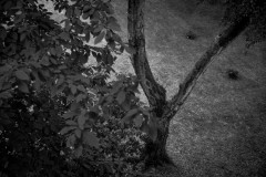 Dark tree
