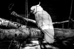 A parrot in his cage, the bars casting a shadow on his white feathers