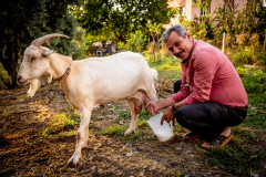 Uncle Hüseyin milking the goat