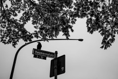 A crow sitting on a streetsign, with a curved lamp post and a tree branch above it
