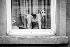 A plastic duck and a dog behind a window