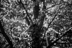 Two pigeons in their nest in the midst of cherry tree blossoms