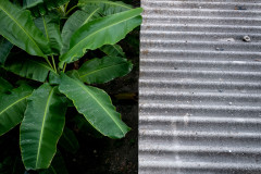 Banana tree and a grey roof from above
