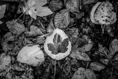 Leaves on the ground