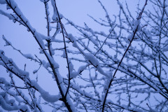 Thick snow on tree branches