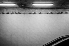 Pigeons on a ledge inside Rüttenscheider Stern subway station