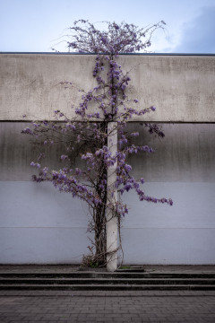 Japanische Wisteria blühen an einem Pfeiler der Uni Essen