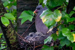 Mom (or dad?) pigeon with two hatchlings