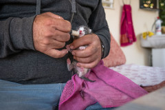 Feeding a little kitten with cat baby formula with a syringe