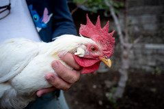 Close up image of a white rooster
