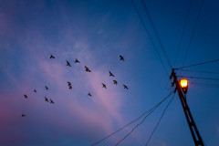 A flock of flying birds before a backdrop of pink clouds and a streetlamp with wires going in every direction