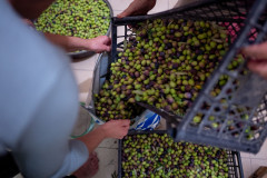 Pouring olives from a crate into a plastic bag