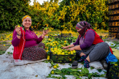 Fruit pickers are sorting oranges into baskets