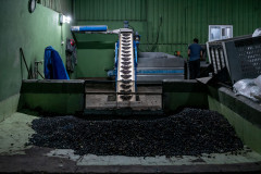 A conveyer belt transports the olives into the factory