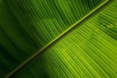 Sun illuminating a close-up of a banana tree leaf