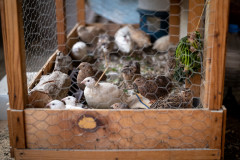 Quails in their coop