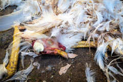 Remains of a white rooster, head, legs, feathers, pretty much alle the things not eaten in Turkey