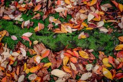 Colorful leafs frame a tree root covered in green moss