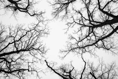 Bare tree branches from below, silhouetted against a grey sky