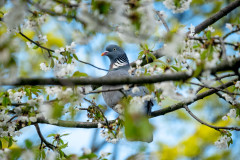 Pigeon sitting in a tree between lots of cherry blossoms (color image)