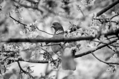 Pigeon sitting in a tree between lots of cherry blossoms (black and white image)