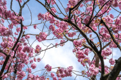 Branches full with cherry blossoms