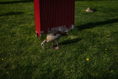 Two ducks and a red box on green grass in the evening light