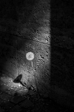 A dandelion in a ray of light, with dark shadows left and right