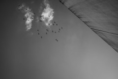 Overhead shot of a flock of birds flying over a wall against a clear sky except for a small batch of white coulds