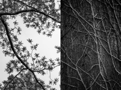 Diptych of the same tree: Leaves from below against a bright sky and twines grow along the tree's trunk