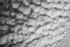 A small plane below some Cirrocumulus clouds