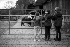 Three girls waiting at a gate for their ponys, which are seen in the background