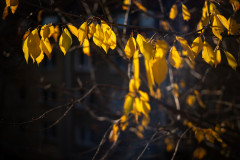 Yellow leaves on a tree branch brightly illuminated by the sun in front of a dark background