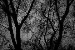 Silhouetted trees against a dark, grey sky