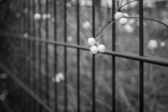 Monochrome image of a branch with a couple of snowberries, looming through a metal fence