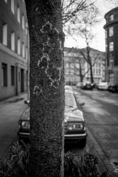 Monochrome image of moss on a tree, with a car parked right behind the tree