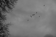 Flock of birds before sky with dark clouds, some silhouetted branches on the left side of the image