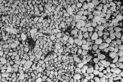White pebbles with the remnants of a Christmas tree sprinkled in between