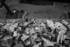 Window ledge covered with leaves with spikes of pigeon defense peaking through