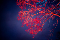 Tree branches illuminated with red light before a dark blue sky