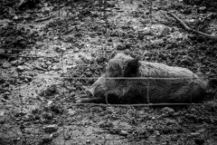Monochrome image of a wild boar laying in the mud behind a fence