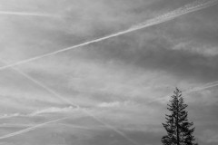 Monochrome image of condensation trails criss-crossing the sky with a single tree top in the lower right side of the frame