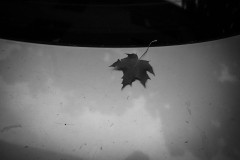 A single leave on a car's trunk