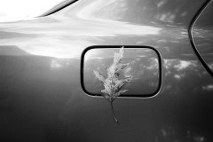 A leaf attached to a car