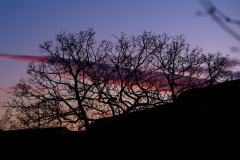 Colorful sunset sky behind a silhouette of a tree
